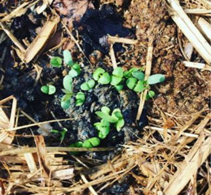 Lil’ Bit Better - Bee Seed Bombs 6 pack
