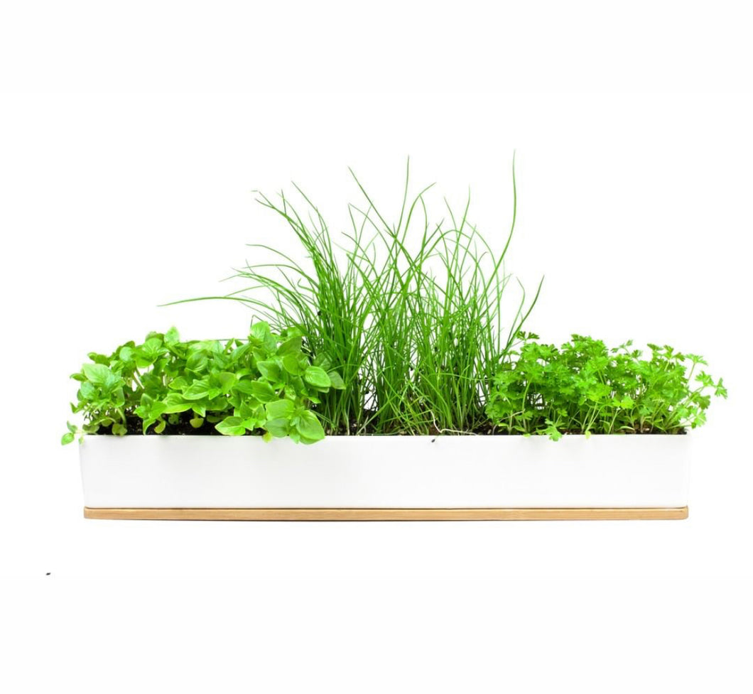 URBAN GREENS Micro Herbs Windowsill Grow Kit